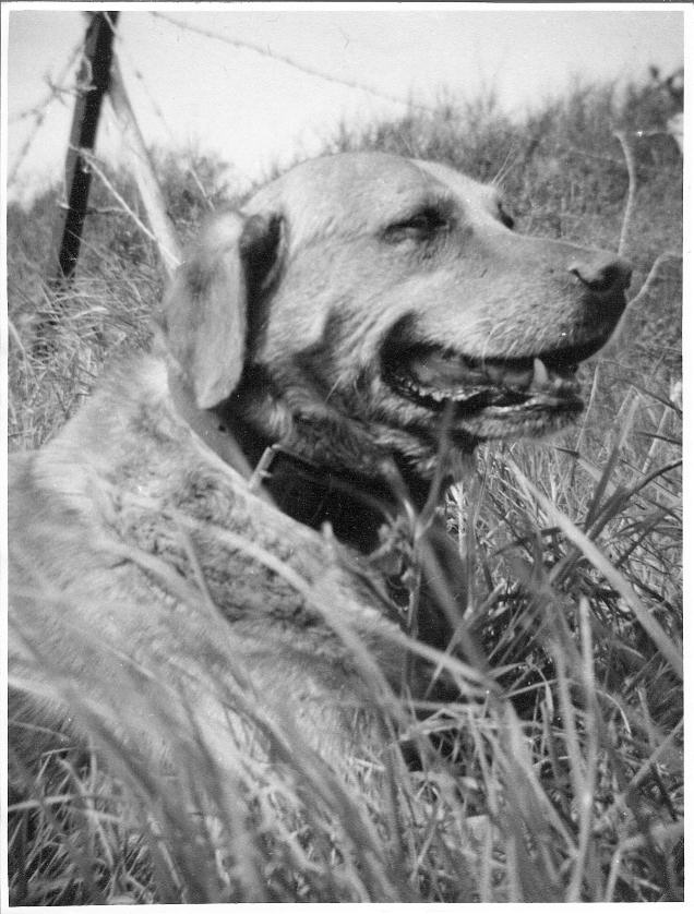 Duke - the Knox-Shaw's dog
